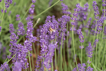 Einzelne Biene auf Lavendelblüte von vorne close up