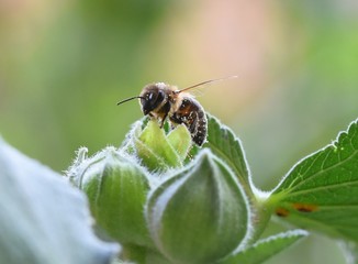 bee on a flower