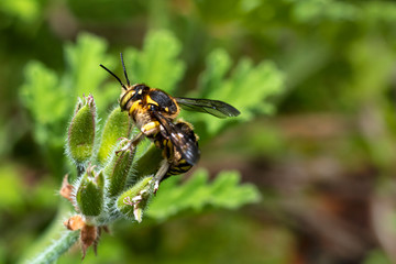 Bumblebee on a Pelargonium leaf, close up