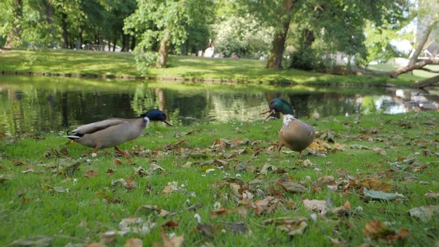 Slow motion of two mallard male ducks fighting for food in a park