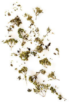 Dried oregano sprigs scattered, isolated on white.  Top view.