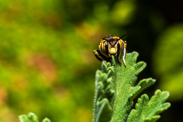 Bombus on a leaf, looking to camera