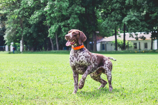 German shorthaired dog is running on the lawn grass in the park_