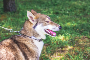 Portrait a dog of  breed west siberian laika  closeup in profile_