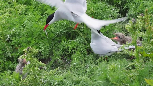 Arctic Tern (Sterna Paradisaea) Parent feeding a chick
