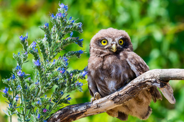 Little owl or Athene noctua on wooden branch with flowers