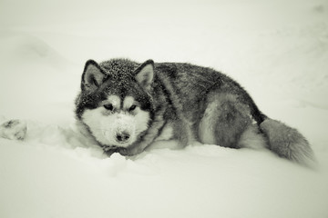Dog breed Alaskan Malamute on a snow. Toned