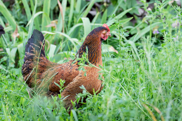 Brown chicken among the thick grass garden on the farm_
