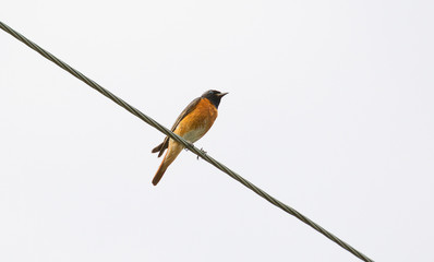  animal, Bee beetle, beetle, black, botany, bristles, close-up, common, flora, Flying, hair, insect, macro, mottled, nature, striped, wing, yellow