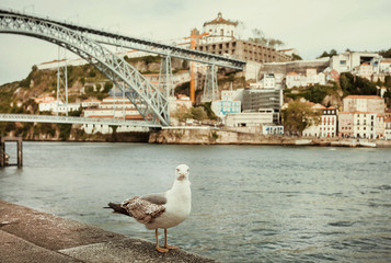 Old city Porto with Douro river, and seagull bird, like symbol of this area in Portugal