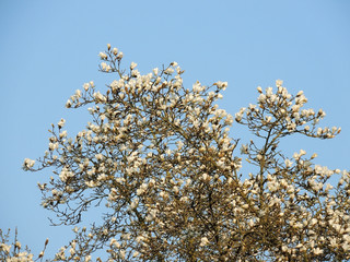 Magnolia denudata during flowering. Spring