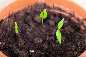 The seedling grows in the ground and prepares for transplanting to open ground. Selective focus