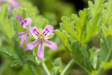 Pelargonium radens beautiful pink blossoms