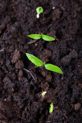 The seedling grows in the ground and prepares for transplanting to open ground. Selective focus