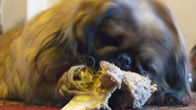 Pekingese dog eats bone.