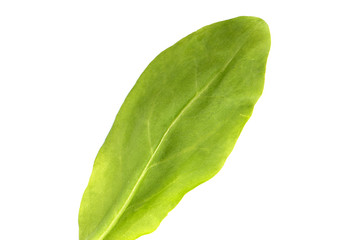 Obraz premium Sorrel leaf over white background. View from above.