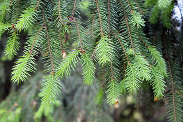 green branch of a fir tree