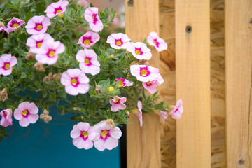 Garden blue fence with pink flowers, sage, speedwell and mint. Wooden background