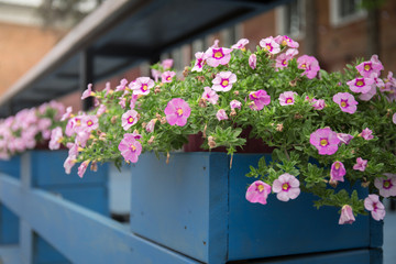 Fototapeta na wymiar .Garden blue fence with pink flowers, sage, speedwell and mint