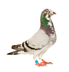 full body of male speed racing pigeon isolated white background