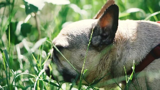 Dog breed French Bulldog eats grass