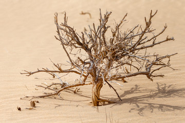 Dry bush in the desert in UAE