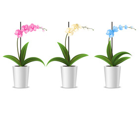 Realistic Detailed 3d Potted Tropical Orchid Set. Vector