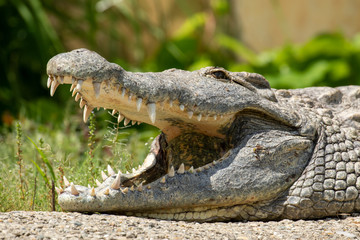 Obraz premium Freigestellter Kopf eines sonnenden Nilkrokodils mit offenem Maul