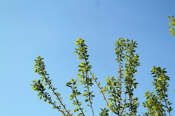 green leaves and blue sky