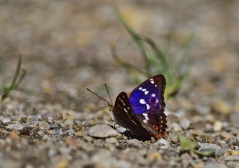 Kleiner Schillerfalter (Apatura ilia)