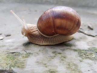 Snail crawling on a stone plate