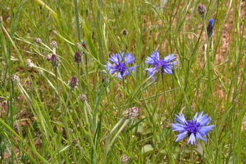 Fleurs des champs, fleurs mauve, œillet bleu, fleurs sauvages