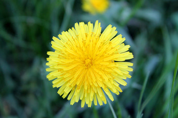 yellow dandelion in the green grass