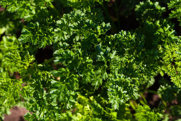 Parsley grows in the garden in the garden. First spring harvest. Selection focus. Shallow depth of field