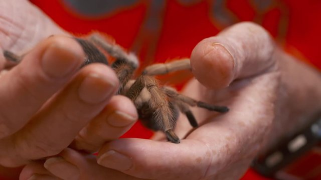 Handheld, medium close up shot of a rose hair tarantula crawling to a person's hand.