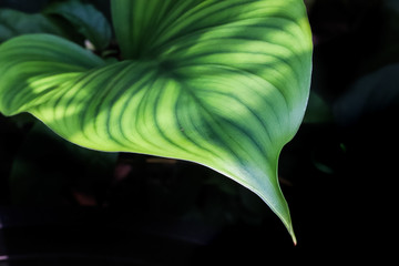 green leaf on black background