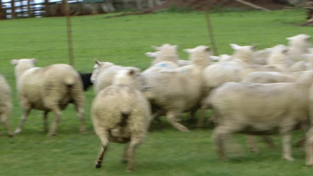 Well trained Australian Kelpie dog pushing flock of sheep towards corral.
