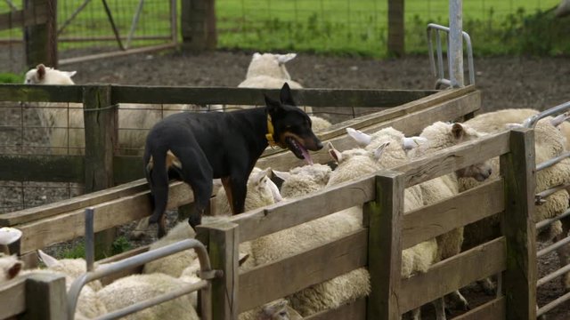 Well trained black Kelpie dog pushing sheep through narrow press.