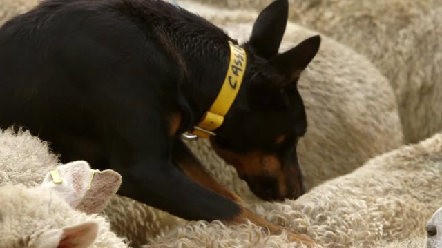 Close up portrait shot of beautiful black Kelpie dog staring directly towards viewer.