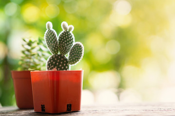 small green cactus plants pots in garden nature background 