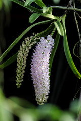 flower in garden