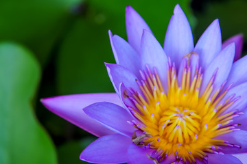 lotus in pond