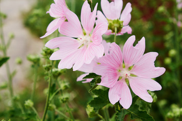 nature Park wildflowers daisies pink with insects