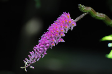flower on green background