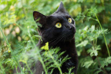 Naklejka na ściany i meble Black cute bombay cat portrait with big yellow eyes and insight look close up, macro