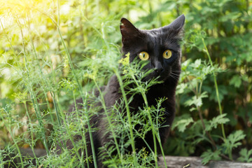 Naklejka na ściany i meble Black cute bombay cat portrait with big yellow eyes and insight look