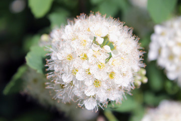 white flower in the garden