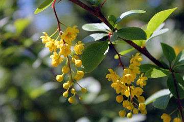 branch of tree in spring