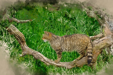 Digital watercolor painting of Beautiful Scottish Wildcat posturing on tree in Summer sunlight