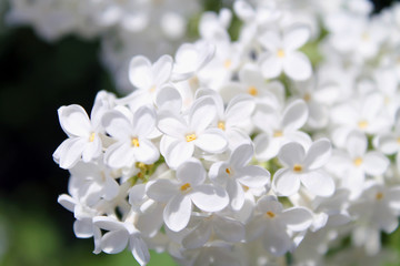 white lilac flowers